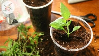 Winter Sowing Tomato Seeds Results amp Potting Up  Seed Starting Tips for Beginners [upl. by Magnusson]