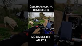 KOMANDO KÖPEK tenere700 yamaha himalayan450 motovlog [upl. by Eicats]