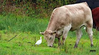 CATTLE EGRETS AT DOXSEY MARSHES OCT 2024 4Kwildlife staffordshirewildlife ukwildlife [upl. by Mariam]