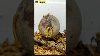 Mealworms vs AVOCADO [upl. by Ynaffets]