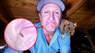 How to REMOVE RATS and DROPPINGS in your attic [upl. by Riley]