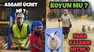 10 KOYUN ASGARİ ÜCRET EDER Mİ [upl. by Jennette]