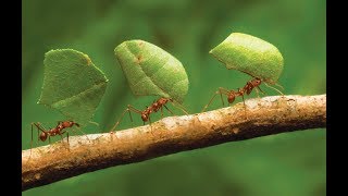 Ants storing up their food in the summer [upl. by Ottie]