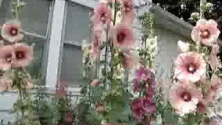 Hollyhocks are Hocking [upl. by Seebeck830]