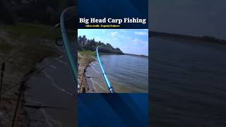 Big Head Carp Fishing shorts fishing carpfishing [upl. by Ayalahs]