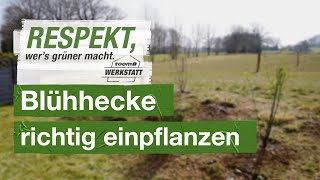 Blühhecke richtig einpflanzen  toom Werkstatt [upl. by Yekcim]