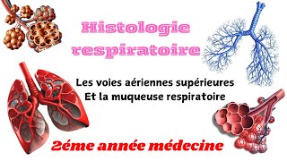 HISTOLOGIE RESOIRATOIRELes voies aériennes superieurs la muqueuse respiratoire 2éme année médecine [upl. by Teplitz]