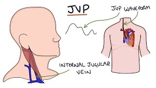 Understanding Jugular Venous Pressure JVP [upl. by Camden954]