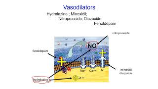 Pharmacology Online  Vasodilator [upl. by Gnilrac199]