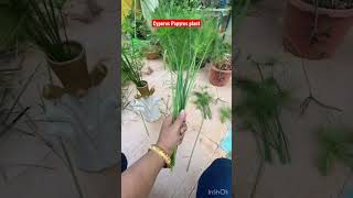 Cyperus Papyrus PlantWater Plant wintergardenhomes terracegardening shorts youtubeshorts [upl. by Nerat113]