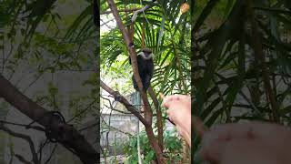 Feeding Purple Faced Monkeys [upl. by Nodnas298]