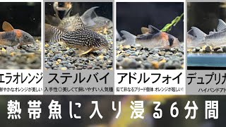 【フルHD】熱帯魚映像集  コリドラス編【アクアリウム】 [upl. by Anema707]