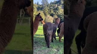 Sound on Alpacas humming to brighten your day [upl. by Notniw]