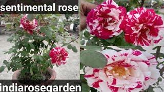 Sentimental floribunda rose indiarosegarden [upl. by Enyal568]