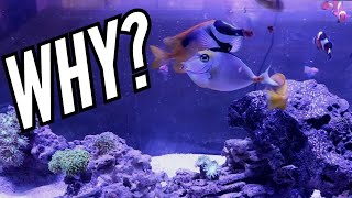 What Got YOU into the saltwater aquarium hobby [upl. by Bazar]