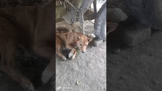 Baby dogs cute 🥺doglover dog subscribe shorts [upl. by Artus]