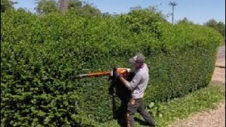 HEDGE trimming privet ligustrum [upl. by Stanwood280]