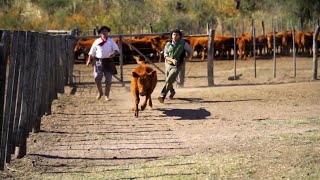 Yerras marcaciones y pialadas riesgos para los animales y buenas prácticas sustitutas [upl. by Trish772]