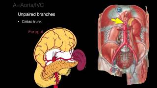 Retroperitoneal space and Retroperitoneal organs [upl. by Princess]