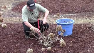 How To or Should You   Prune Hydrangeas in Early Spring [upl. by Adnalay770]