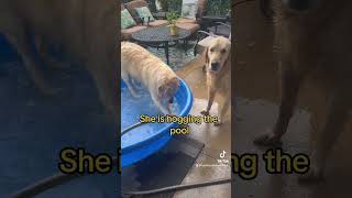 Golden retriever playing in pool goldenretiever dog dogs goldens [upl. by Terencio]