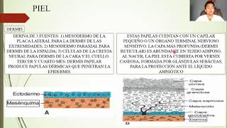 EMBRIOLOGÍA SISTEMA TEGUMENTARIO [upl. by Hettie14]