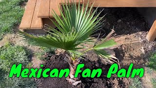 Planted RootBound Mexican Fan Palm Washingtonia robusta [upl. by Navi]