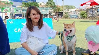 AkitaShiba Inu Hà Nội Offline Bất ngờ gặp Youtuber top Việt Nam nuôi Shiba [upl. by Nylteak]