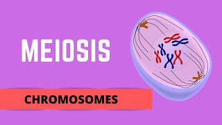 MEIOSIS HOMOLOGOUS CHROMOSOMES SISTER CHROMATIDS amp GENETIC VARIATION [upl. by Ceevah]