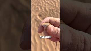 This is the sandfish [upl. by Llehcim]