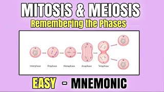 Mitosis amp Meiosis  EASY Mnemonic to Memorize the Phases of Cell Division  Cell Cycle  Biology [upl. by Ibed304]