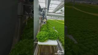 Digital farming in China technology shorts [upl. by Yelknirb]