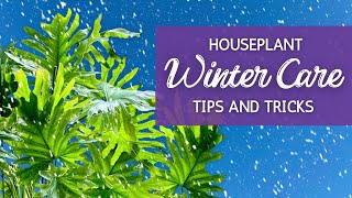 Winter Plant Prep and Care The Complete Guide to Keeping Your Plants Alive [upl. by Hopkins715]