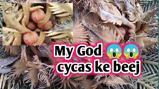 Cycas ke beej  Cycas palm tree  Vaaniplants  Care Of plants  Seeds collection [upl. by Blair]