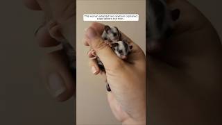 This woman adopted two newborn orphaned sugar gliders and then animalshorts shortvideo [upl. by Adnovoj698]