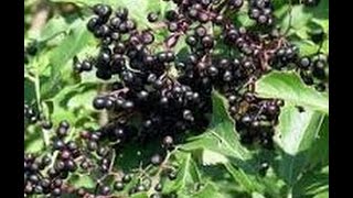 ELDERBERRY TINCTURE AND SYRUP [upl. by Lenrow]