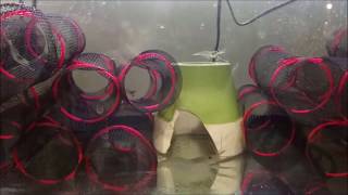 Growing Freshwater Prawns in a 20 gallons [upl. by Lehcer]