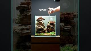 Aquascaping a UNS 30A AllInOne Aquarium Tank shorts [upl. by Anoirb]