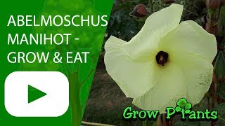 Abelmoschus manihot  grow care harvest amp eat Aibika [upl. by Anohsal241]