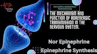 Adrenergic System  Nor Epinephrine Synthesis [upl. by Auliffe]