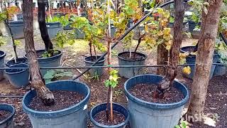 Este vivero es colosal tiene gran variedad de árboles Los centenarios para otro vídeo [upl. by Nicolea550]