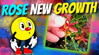 quotRose Plant New Shoots Growth  Happy Gardening Tips amp Updates 🌹🌱quot [upl. by Rohn]