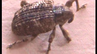 Snout Beetle Aka True Weevil Insect Video [upl. by Janelle]