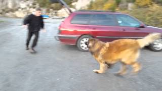 Leonberger dog Aslan  wooohoooowww what a fun [upl. by Srednas]