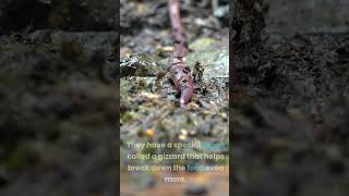 How does an earthworm eat [upl. by Naesed]