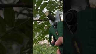 Mellif Pruning ShearWorks with MakitaMellif 18V Battery foryou tools shorts gardentools fyp [upl. by Gelasius586]