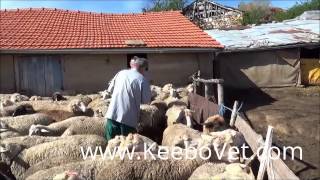 Taking Blood Sample From Sheep For Brucellosis Examination Performed By Veterinarian Doctor [upl. by Aliemaj]