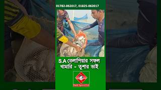 তেলাপিয়া চাষে সফল saতেলাপিয়া satilapia tilapia shakibagro মাছচাষ fishfarming [upl. by Nataline]