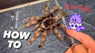 HOW TO STOP tarantulas from STARVING to D34TH  feat 2 “new” Pets [upl. by Jeanne895]