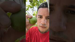 LAS VERDADERAS QUENEPAS DE PUERTO RICO [upl. by Htilil]